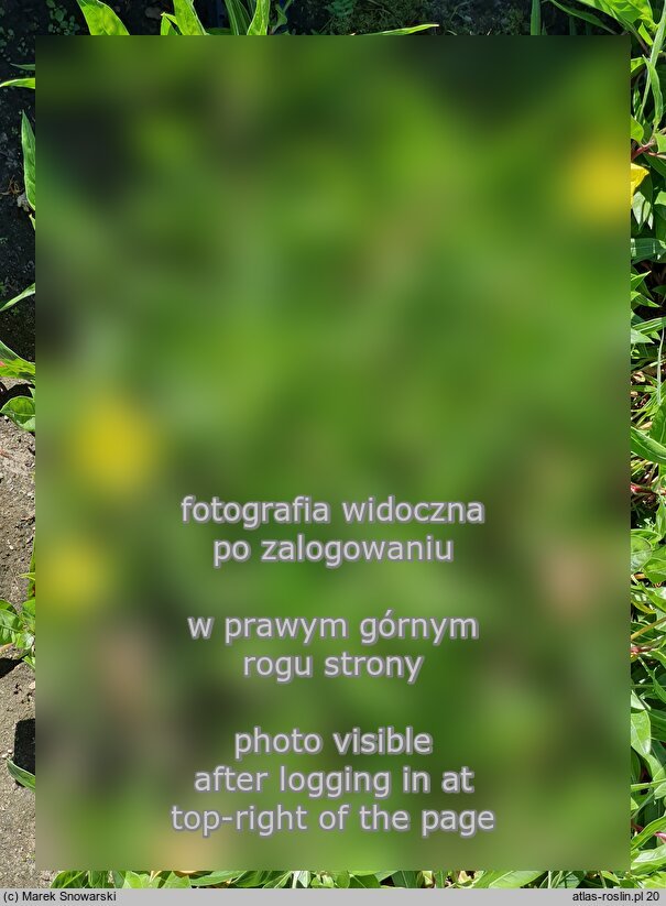 Oenothera fruticosa Yellow River