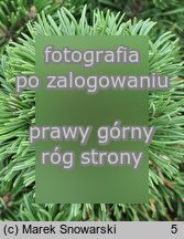 Pinus mugo Allgau