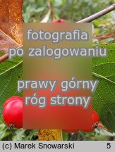 Sorbus chamaemespilus (jarząb nieszpułkowy)