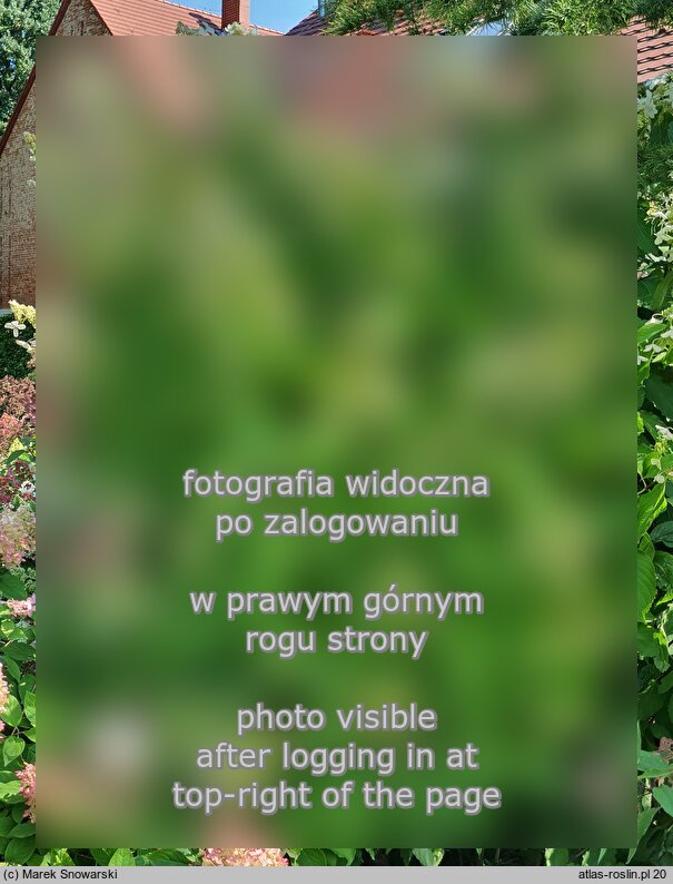 Hydrangea paniculata Levana