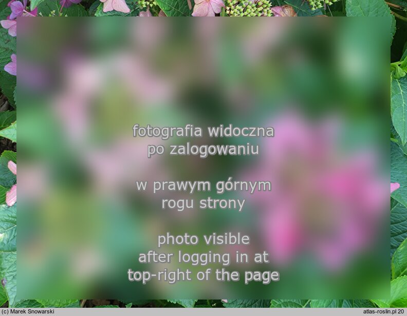 Hydrangea macrophylla Rotschwanz