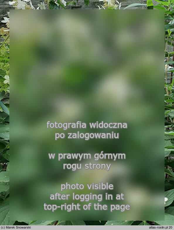 Hydrangea paniculata Last Post