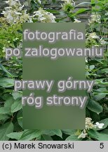 Hydrangea paniculata Last Post