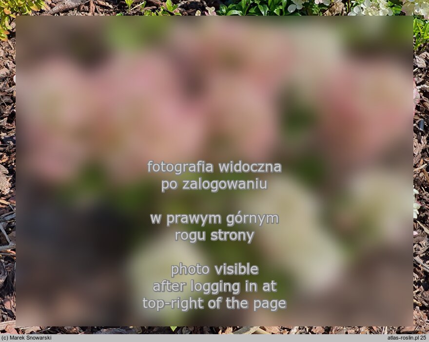 Hydrangea paniculata Panthera