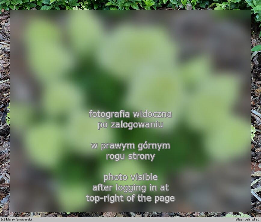 Hydrangea paniculata Panatella