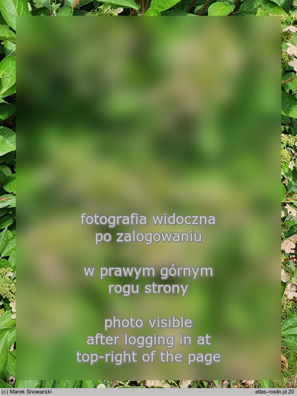 Hydrangea paniculata Prim'White