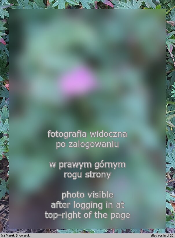 Geranium psilostemon (bodziszek armeński)