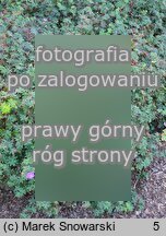 Geranium psilostemon (bodziszek armeński)