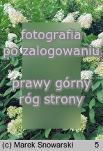 Hydrangea paniculata Magical Sweet Summer