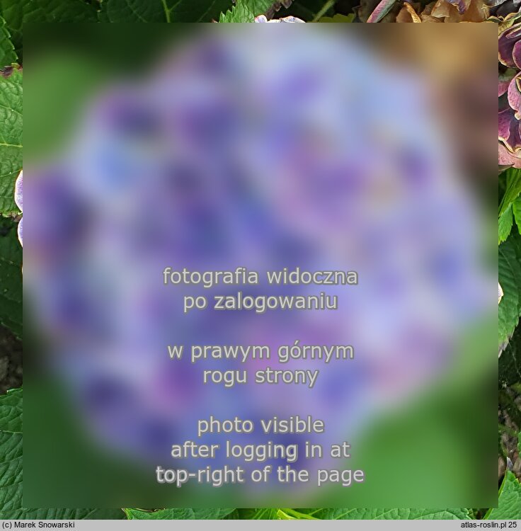 Hydrangea macrophylla Tivoli