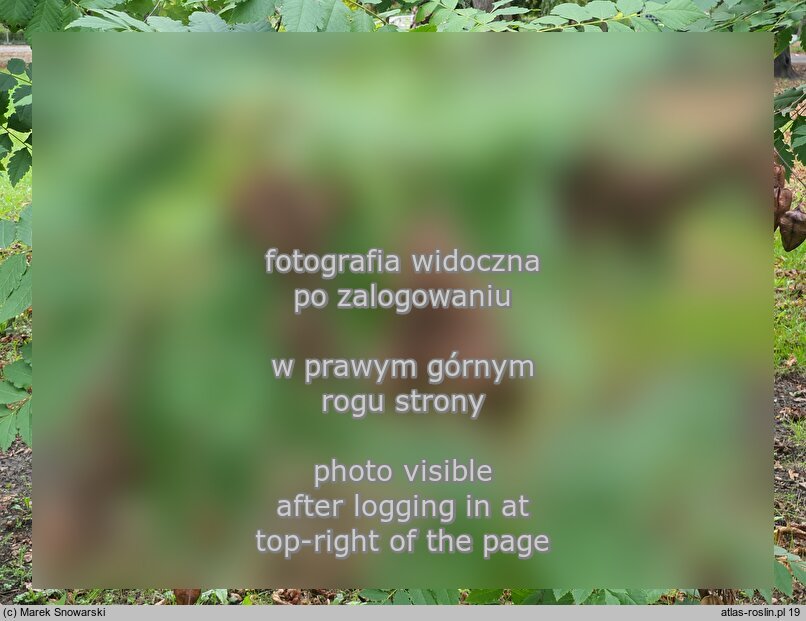 Koelreuteria paniculata (mydleniec wiechowaty)