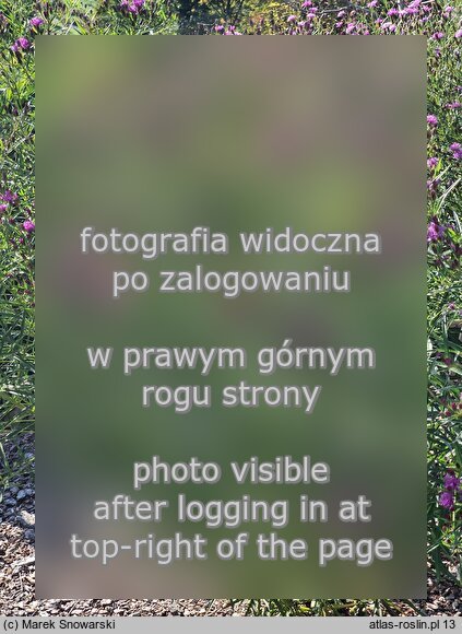 Vernonia lettermannii (wernonia Lettermanna)