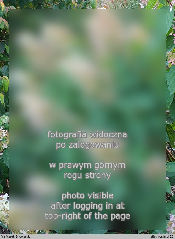 Hydrangea paniculata Confetti