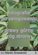 Helleborus lividus ssp. corsicus Green Dwarf