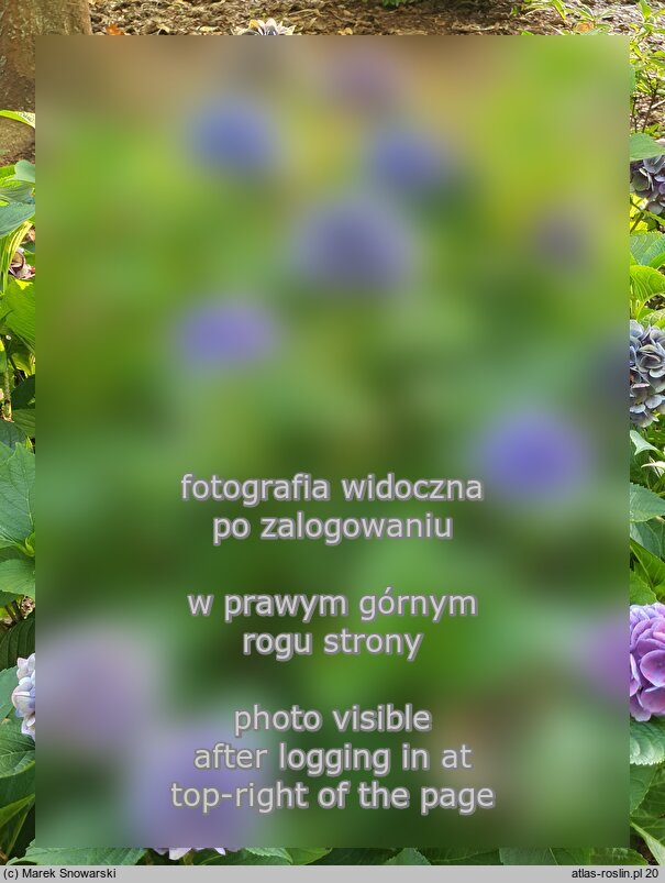 Hydrangea macrophylla Rathen