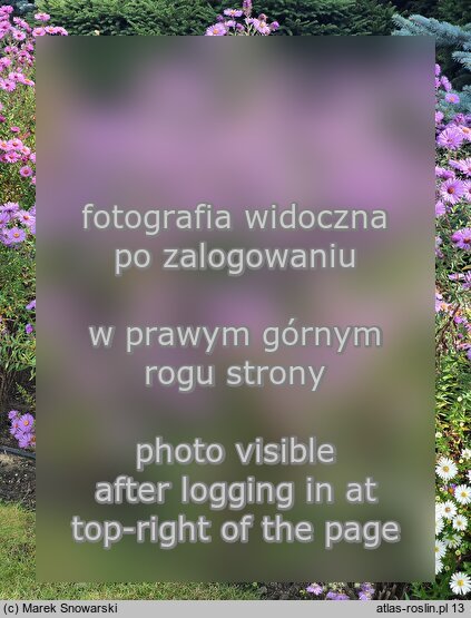 Symphyotrichum novae-angliae Violetta