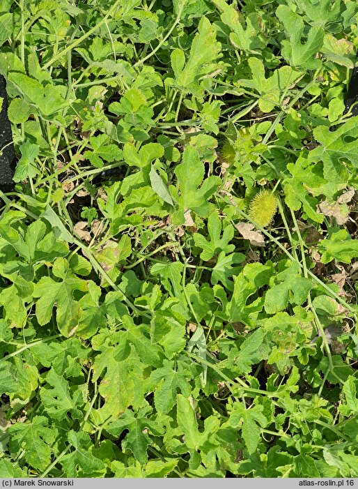 Cucumis anguria (ogórek antylski)