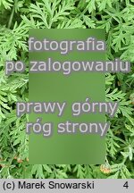 Artemisia frigida (bylica frÄ™dzlasta)