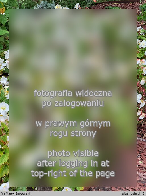 Begonia ×tuberhybrida Go!EARLY White