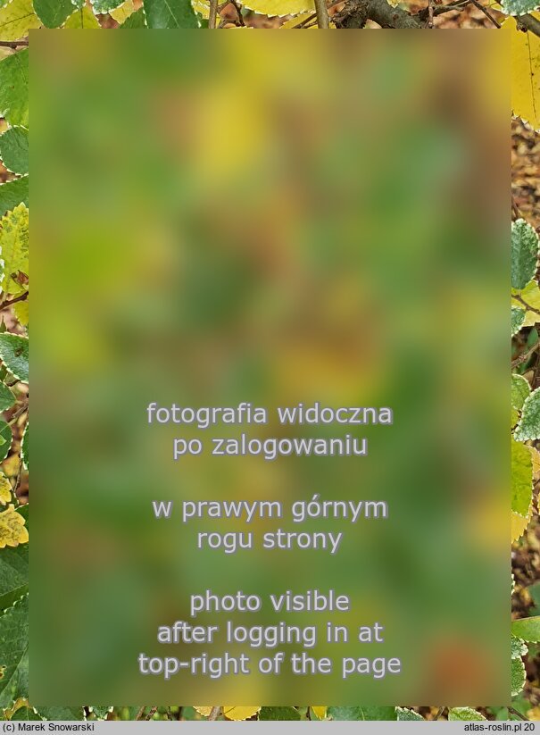 Ulmus parvifolia Geisha