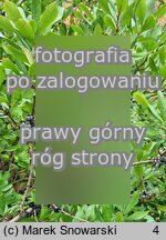 Myrica pensylvanica (woskownica pensylwańska)