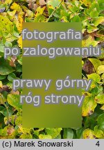 Smilax rotundifolia (kolcorośl okrągłolistny)