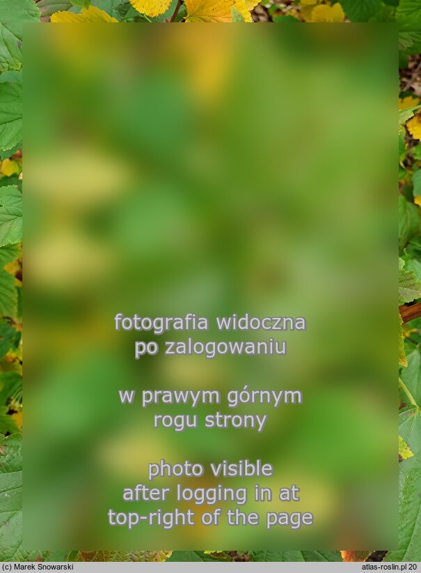 Physocarpus amurensis (pęcherznica amurska)