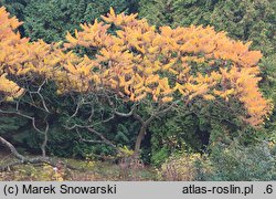 Rhus typhina (sumak octowiec)