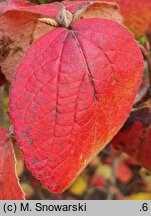 Viburnum carlesii (kalina koreańska)