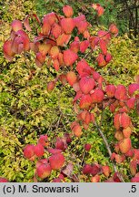 Viburnum carlesii (kalina koreańska)