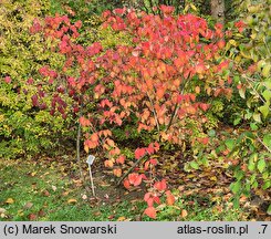 Viburnum carlesii (kalina koreańska)