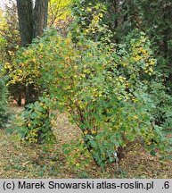 Physocarpus opulifolius (pęcherznica kalinolistna)