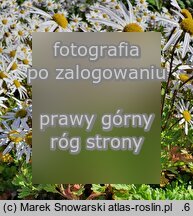 Arctanthemum arcticum (złocień arktyczny)