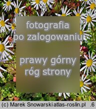 Arctanthemum arcticum (złocień arktyczny)