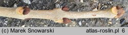 Fraxinus pennsylvanica (jesion pensylwański)