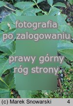 Helleborus argutifolius (ciemiernik korsykański)