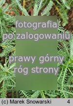 Santolina rosmarinifolia (santolina rozmarynolistna)