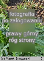 Morina longifolia (morina długolistna)