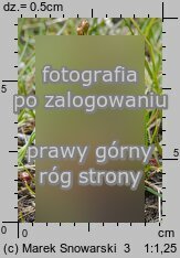 Drosera intermedia (rosiczka pośrednia)