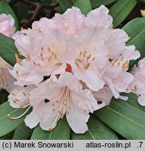 Rhododendron Jacksonii