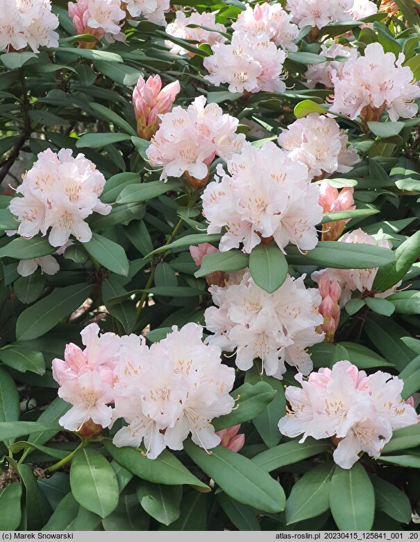 Rhododendron Jacksonii