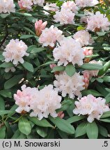 Rhododendron Jacksonii