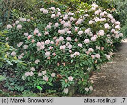 Rhododendron Jacksonii