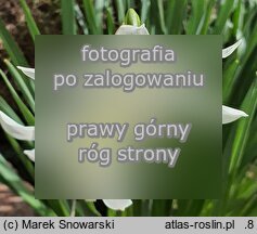 Narcissus triandrus (narcyz trzypręcikowy)