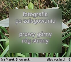 Narcissus triandrus (narcyz trzypręcikowy)