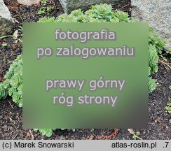 Rhodiola rosea ssp. arctica (różeniec górski arktyczny)