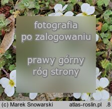 Arabis caucasica (gęsiówka kaukaska)