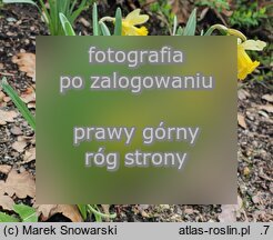 Narcissus minor (narcyz drobny)