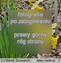 Narcissus minor (narcyz drobny)