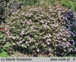 Rhododendron williamsianum (różanecznik Williamsa)